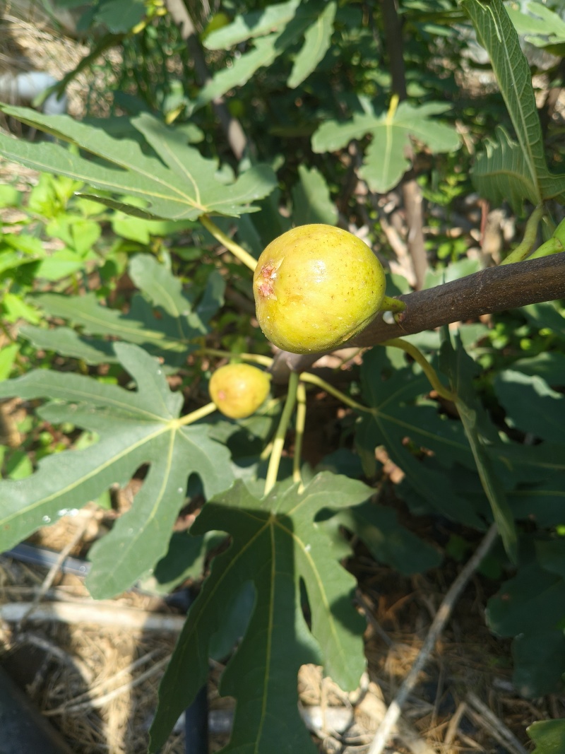 无花果干