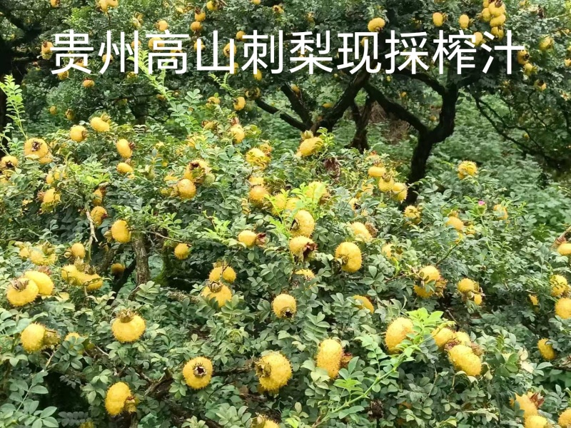 刺梨汁