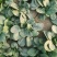 丹麦欢腾大叶菠菜种子抗病耐热耐寒越冬盆栽四季播农家蔬菜种
