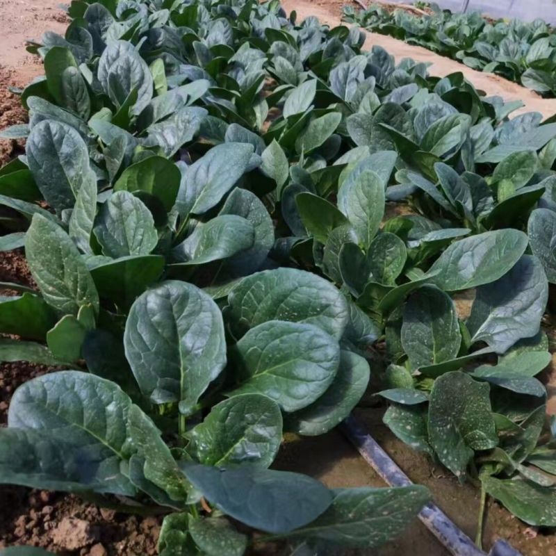 百耕墨菲特杂交菠菜种子叶片墨绿叶甜质嫩无涩味耐寒耐热菠菜