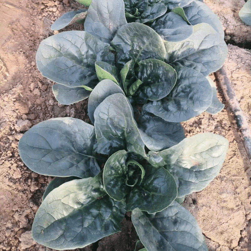 百耕墨菲特杂交菠菜种子叶片墨绿叶甜质嫩无涩味耐寒耐热菠菜