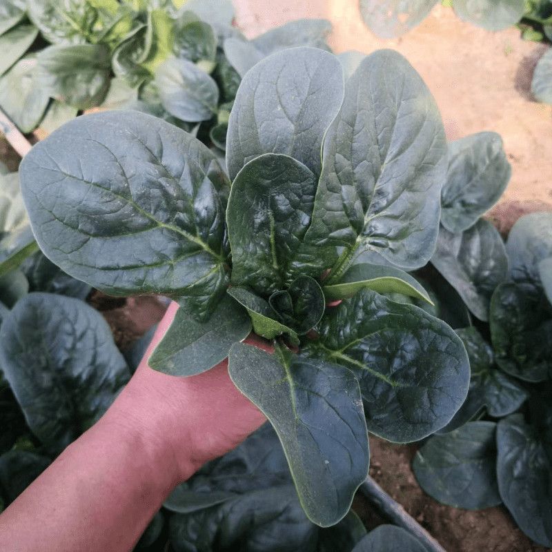 百耕墨菲特杂交菠菜种子叶片墨绿叶甜质嫩无涩味耐寒耐热菠菜