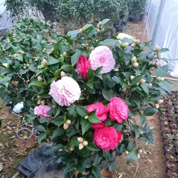 五色赤丹带花苞四季山茶树苗香妃茶花室内室外花卉绿植批发价