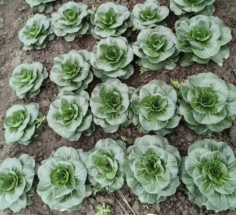 冬春2305青梗菜种子20克抗病耐寒耐抽苔青菜种籽