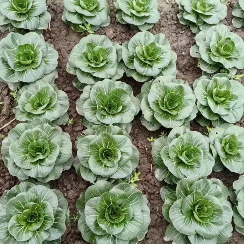 冬春2305青梗菜种子20克抗病耐寒耐抽苔青菜种籽