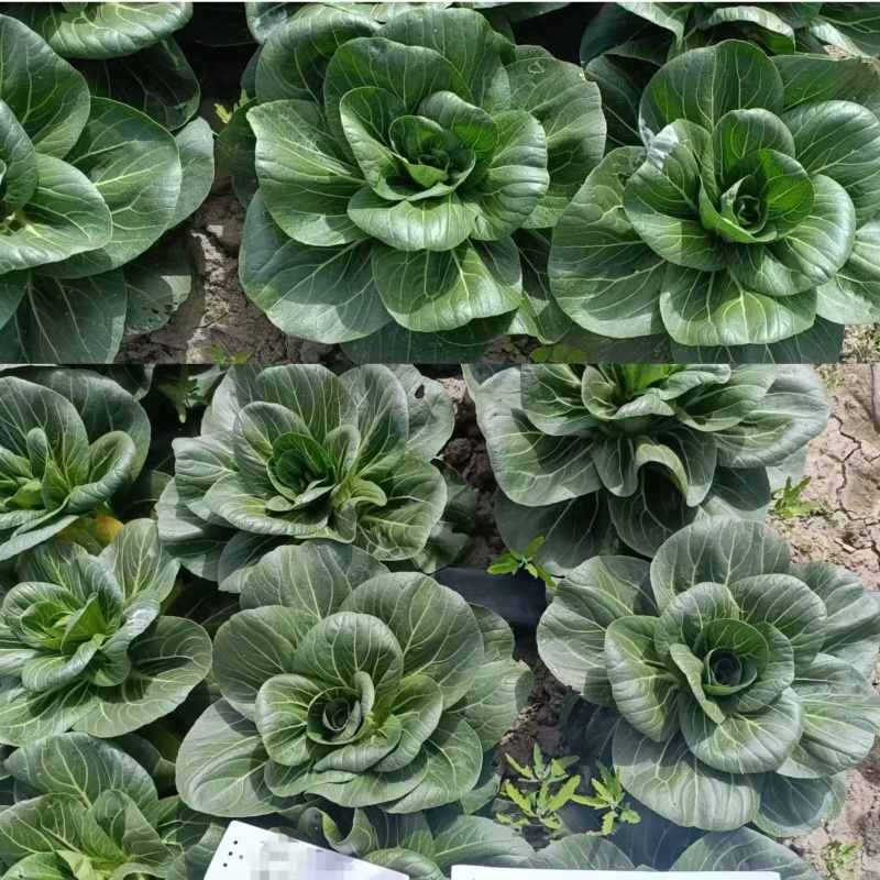 冬春2305青梗菜种子20克抗病耐寒耐抽苔青菜种籽