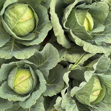 包菜大量供应