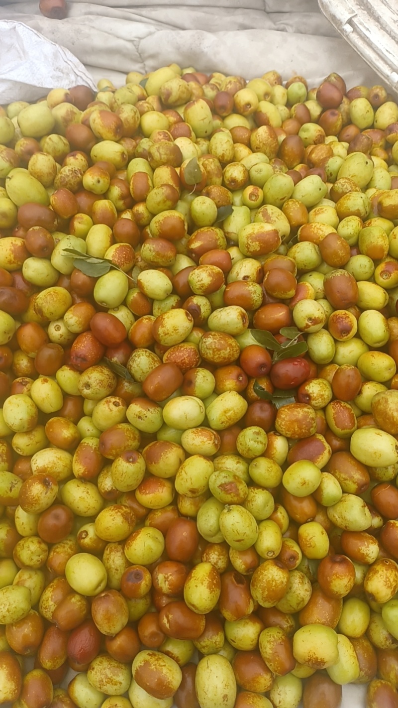 临朐精品小山枣