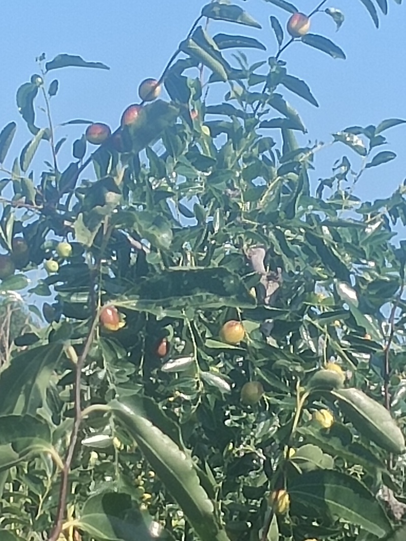 临朐精品小山枣