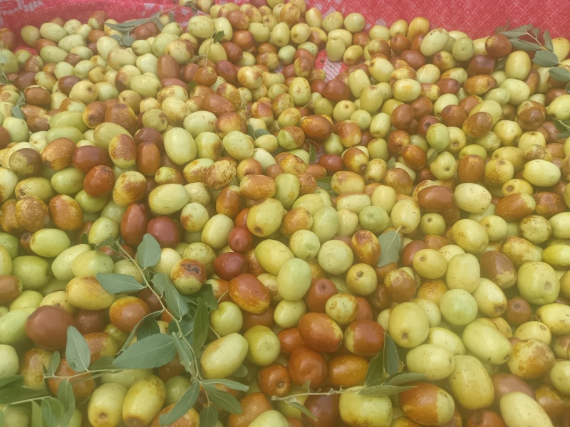 临朐精品小山枣