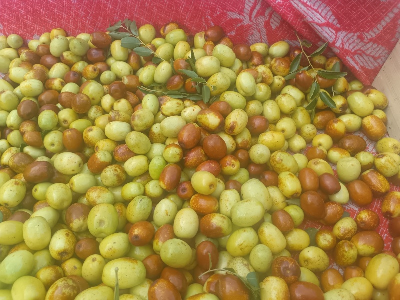 临朐精品小山枣