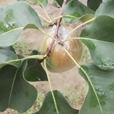 玉露香梨