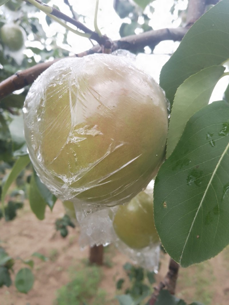 玉露香梨