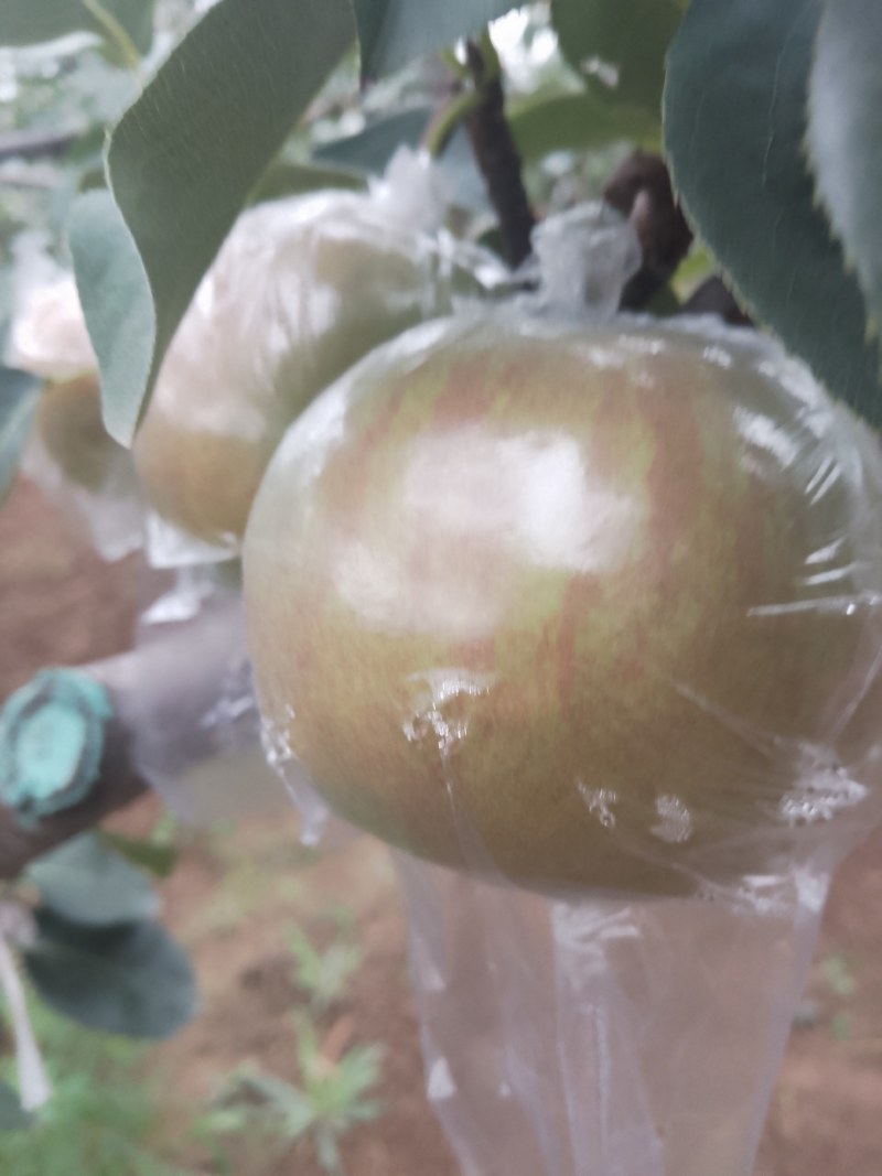 玉露香梨