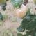玉露香梨