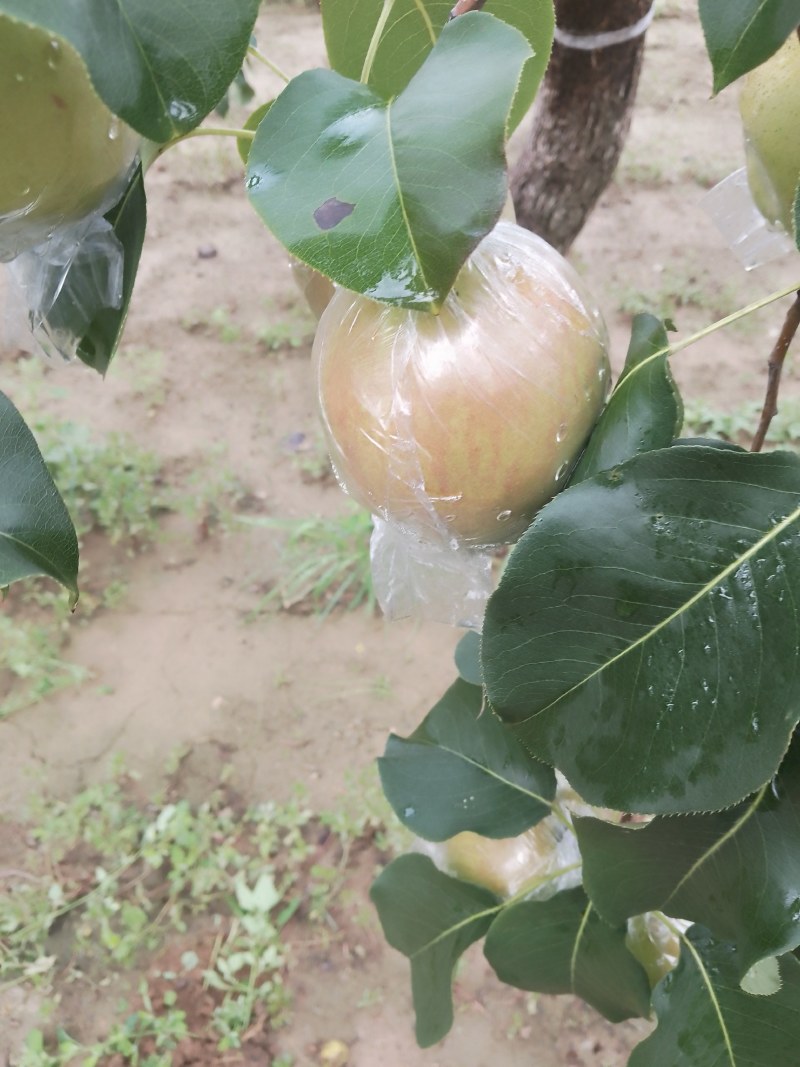 玉露香梨