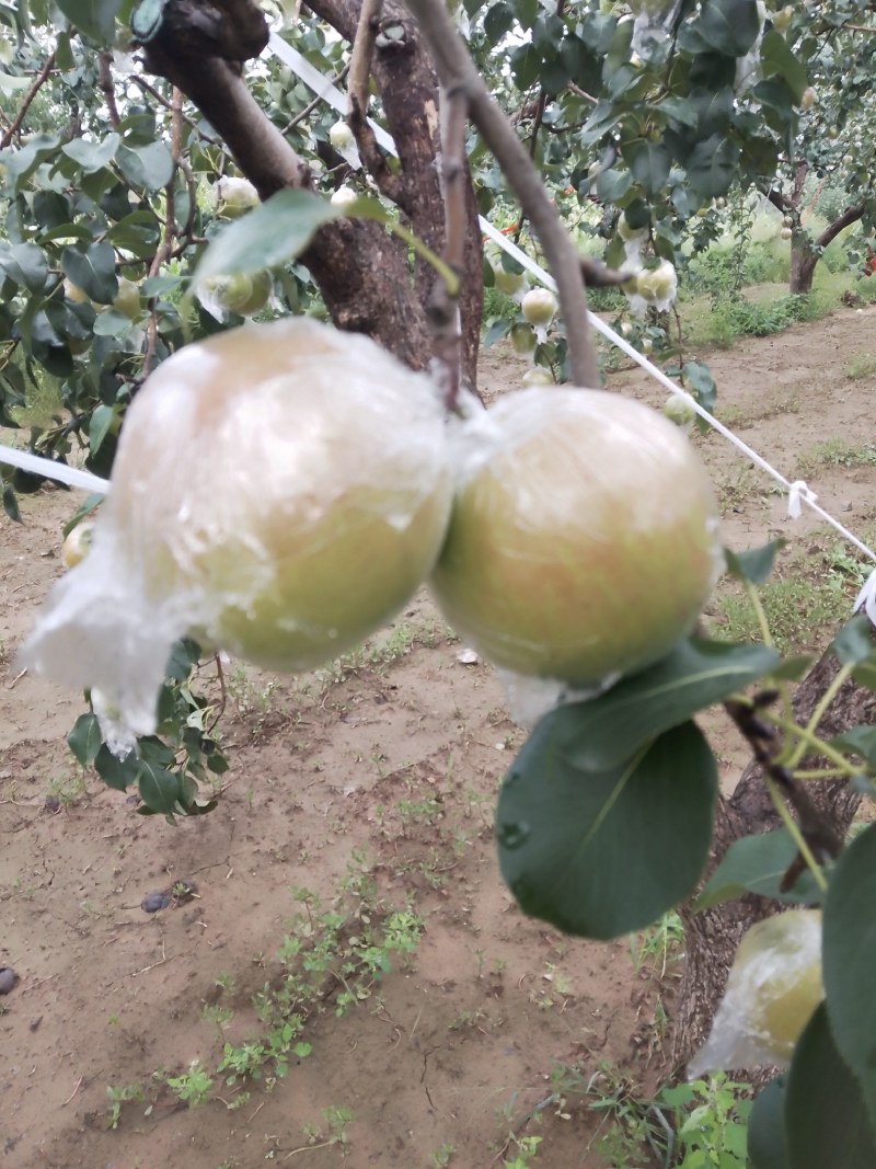 玉露香梨