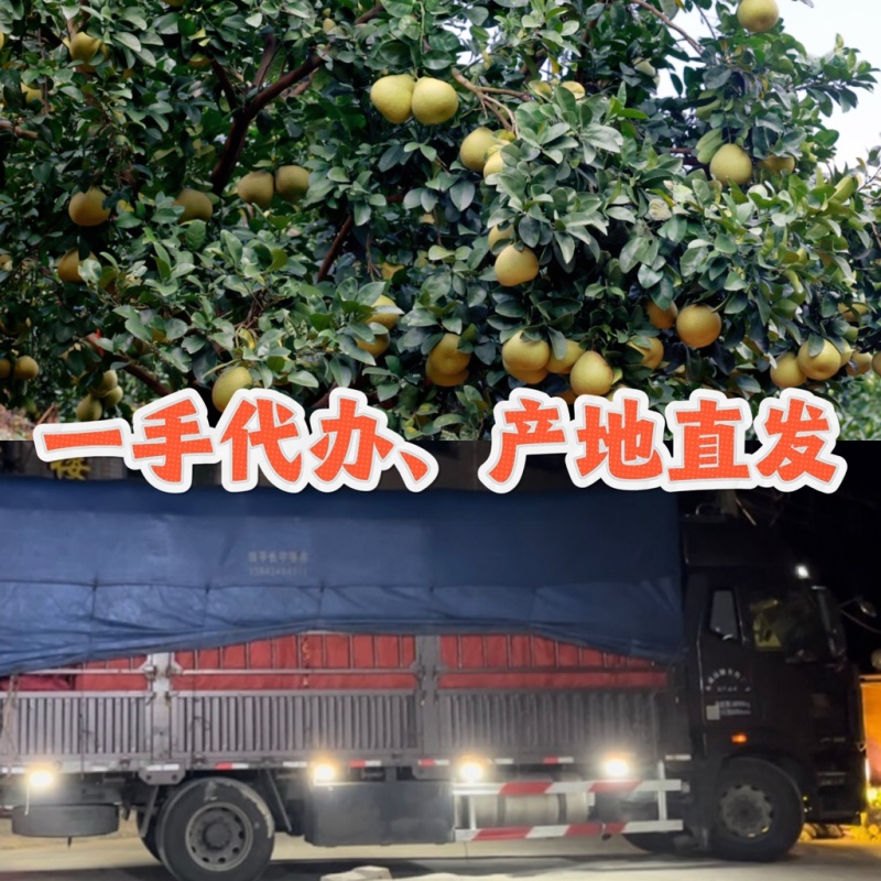 福建仙游度尾文旦柚子密柚特级果精品果通果整车冷柜发陆海运