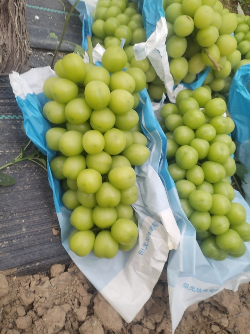 灵宝阳光玫瑰，串型紧凑，颗粒饱满大表光好硬度**香甜脆爽