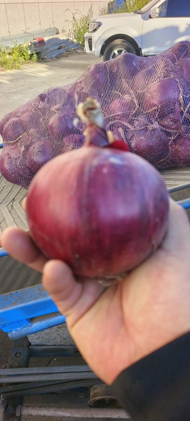 精品洋葱