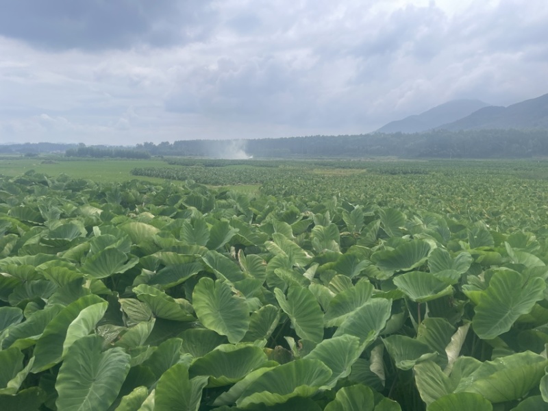 芋头种子3万亩荔浦芋头种子基地种苗大基地