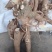 野生商陆品质保证服务周到产地直供