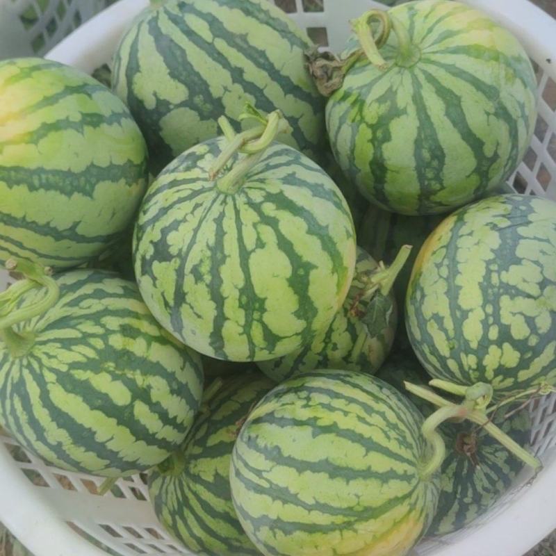无籽麒麟西瓜