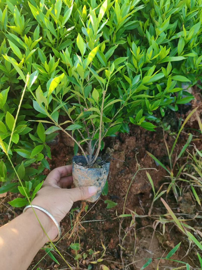 湖南优质全泥杯小叶栀子花苗库存充足欢迎选购可视频