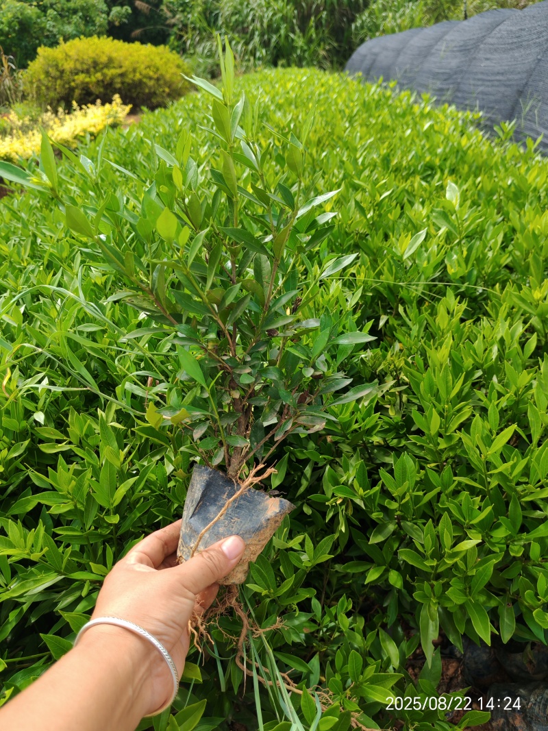 湖南优质全泥杯小叶栀子花苗库存充足欢迎选购可视频