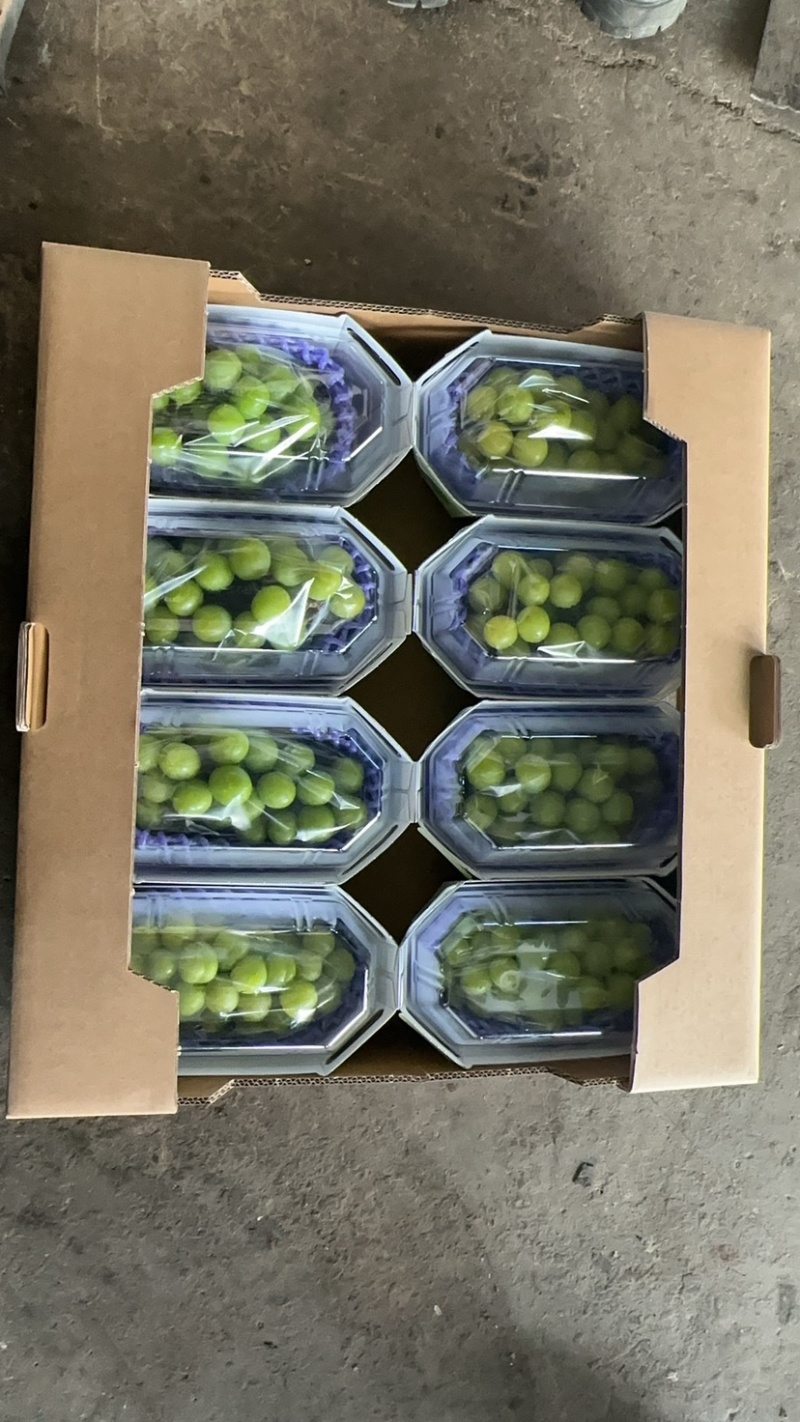 烟台龙口阳光玫瑰上市，多年渠道做货经验，承接各种品种订单