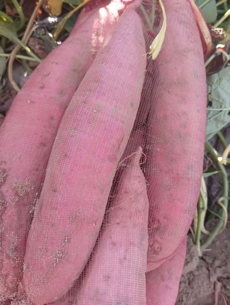 红薯