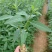 木姜子苗山胡椒苗山苍子苗营养杯苗润水不易失水成活率高