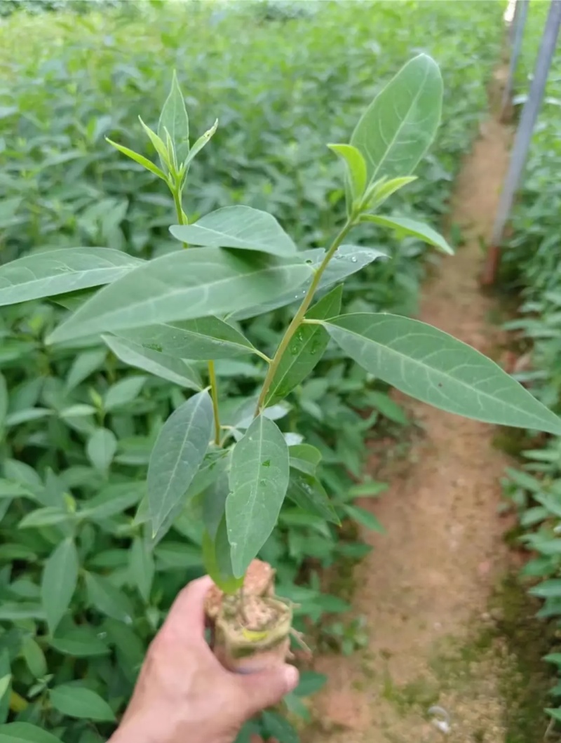 木姜子苗山胡椒苗山苍子苗营养杯苗润水不易失水成活率高
