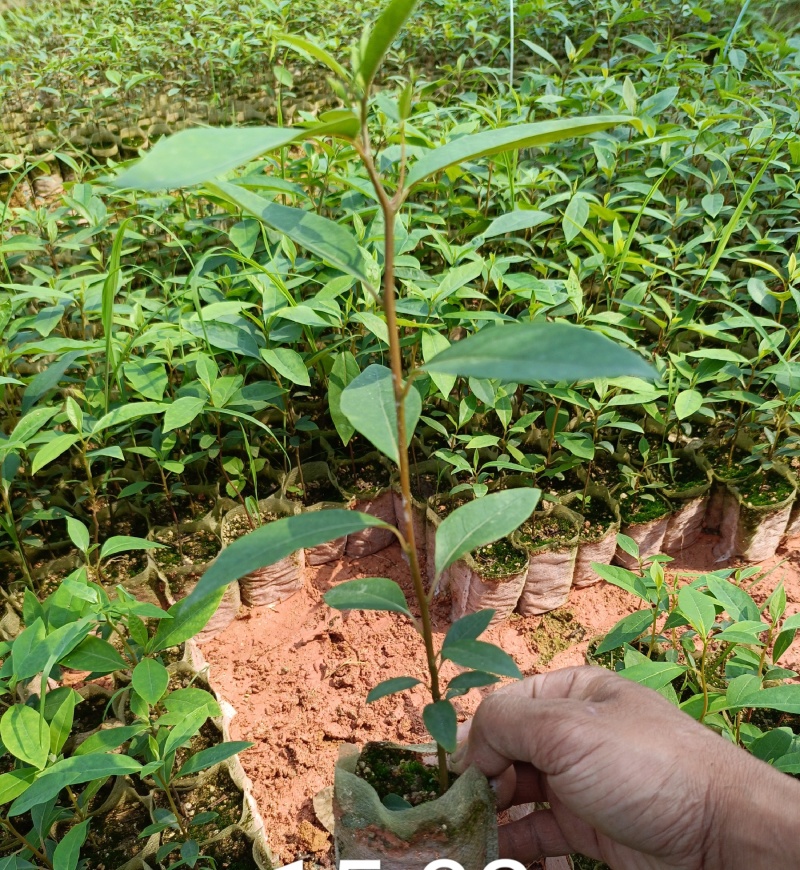 木姜子苗山胡椒苗山苍子苗营养杯苗润水不易失水成活率高