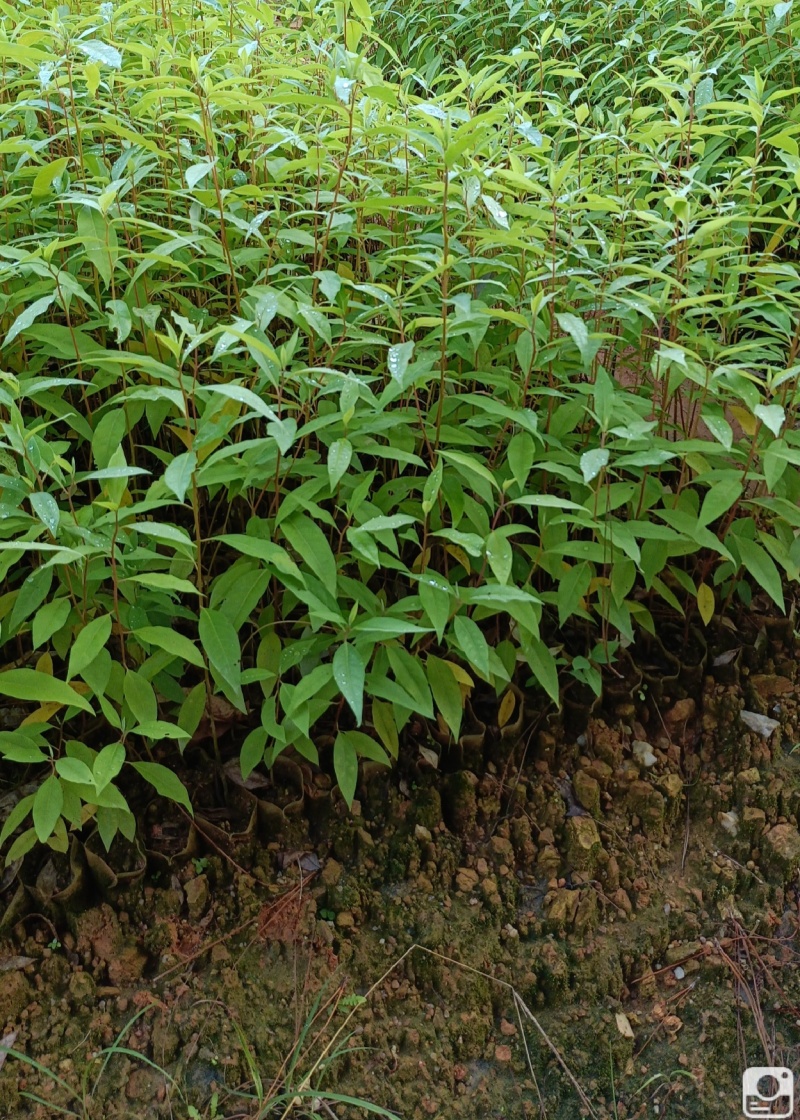 木姜子苗山胡椒苗山苍子苗营养杯苗润水不易失水成活率高