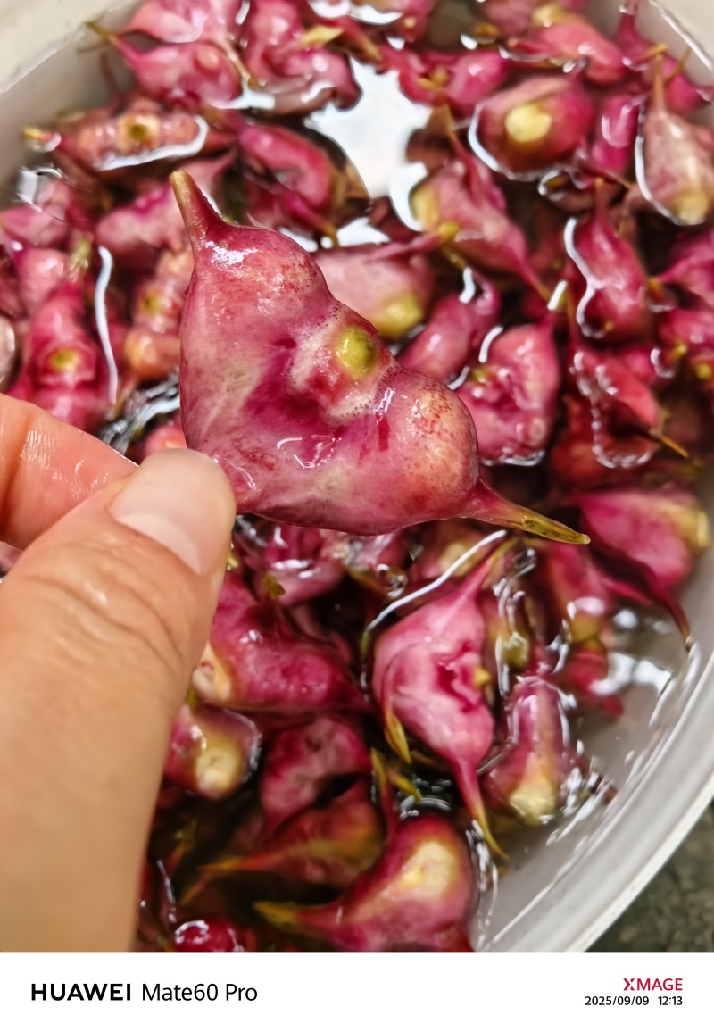 四角菱（新鲜）可以直接吃可以烧菜还可以煮着吃