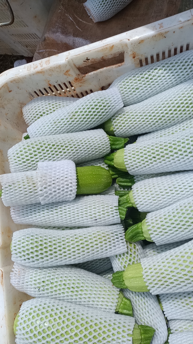 西葫芦