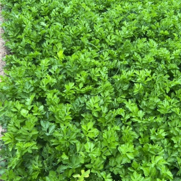 陕西西芹，目前高度50左右，一周后大量上市