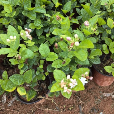 茉莉花杯苗