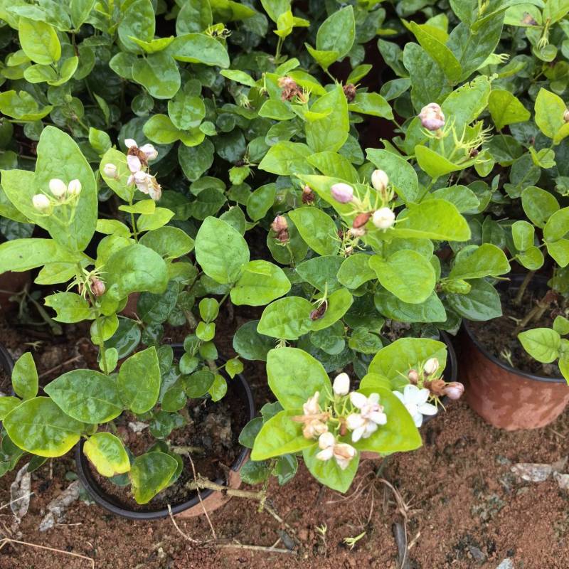 茉莉花杯苗