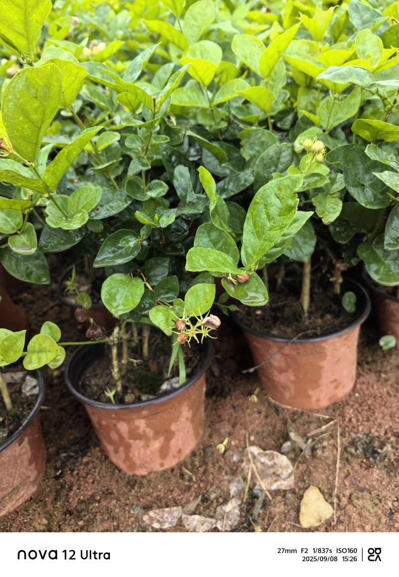 茉莉花杯苗