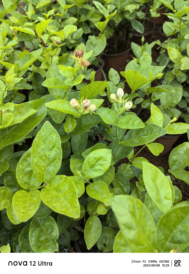 茉莉花杯苗