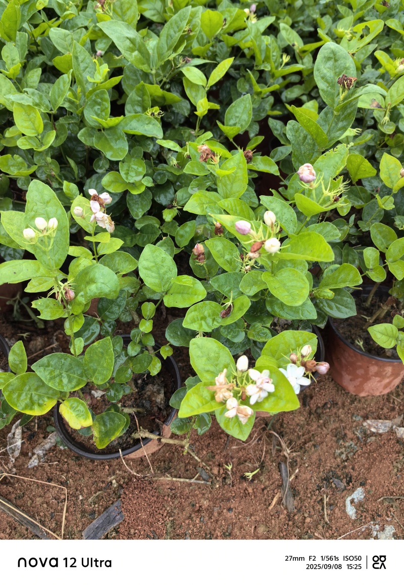 茉莉花杯苗
