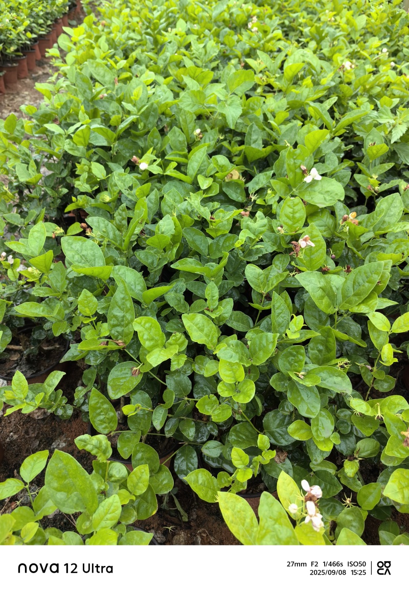 茉莉花杯苗