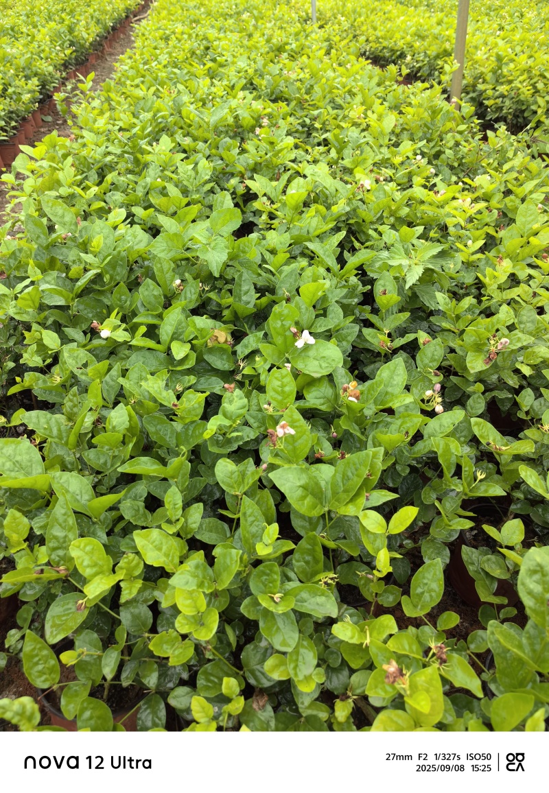 茉莉花杯苗
