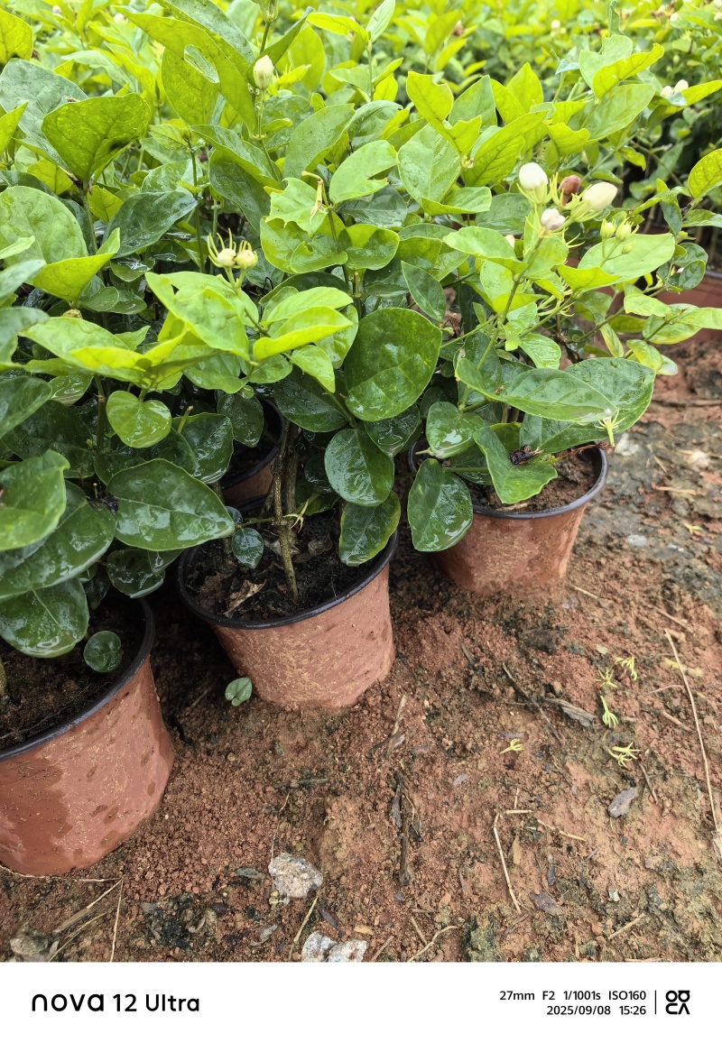 茉莉花杯苗