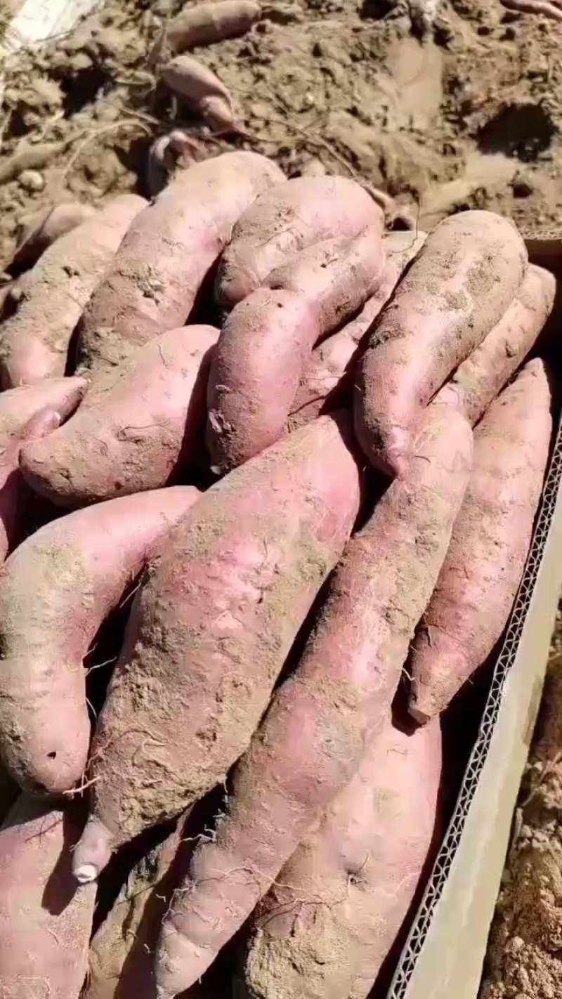 山西各种密薯大量上市，保证质量诚信代办欢迎随时联系