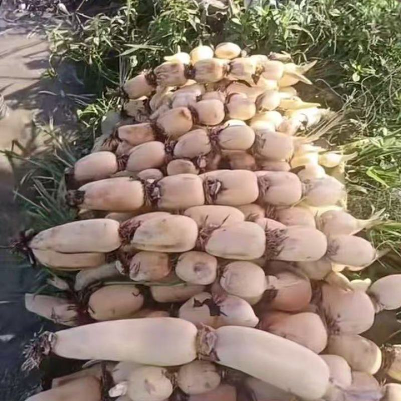 城固县大面积莲藕，质量好，价格便宜，一条龙服务一手货源