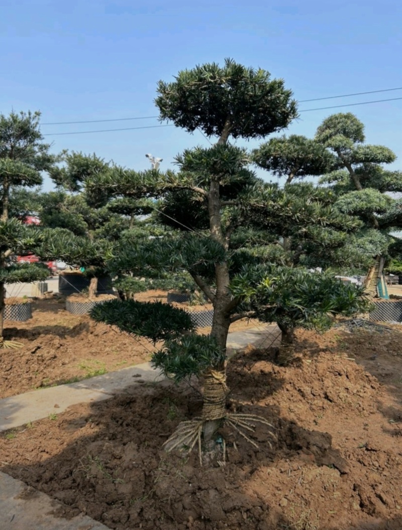 基地大量出售各种造型罗汉松
