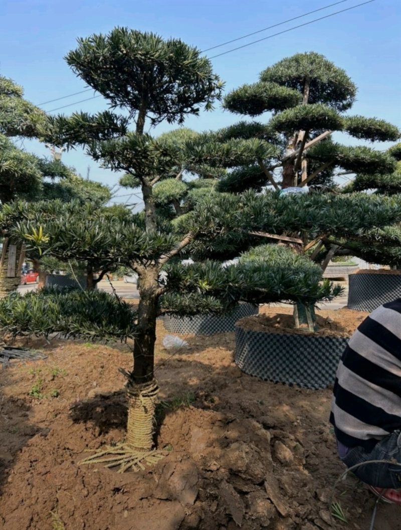 基地大量出售各种造型罗汉松